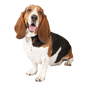 The Basset Hound