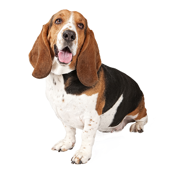 The Basset Hound