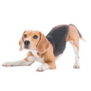 The Beagle