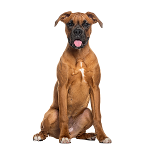 Boxer