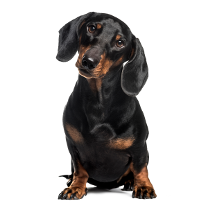 Dachshunds