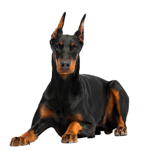 The Doberman