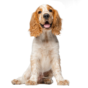The cocker spaniel