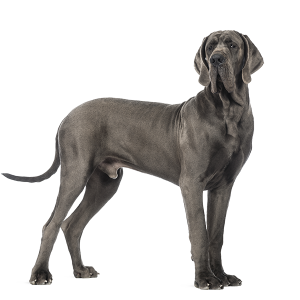 The Great Dane