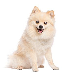 The Pomeranian
