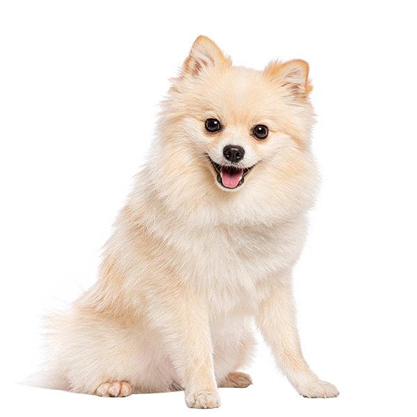 The Pomeranian