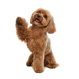 The Poodle