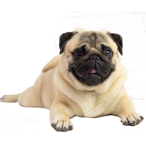 Pugs