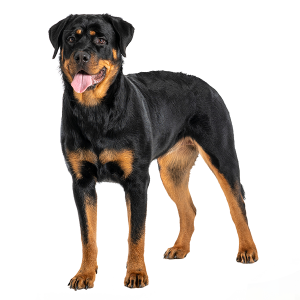 Rottweilers