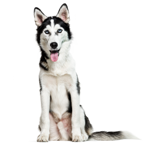 Siberian Huskies