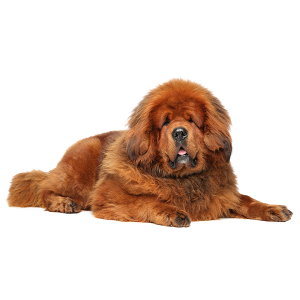 The Tibetan Mastiff