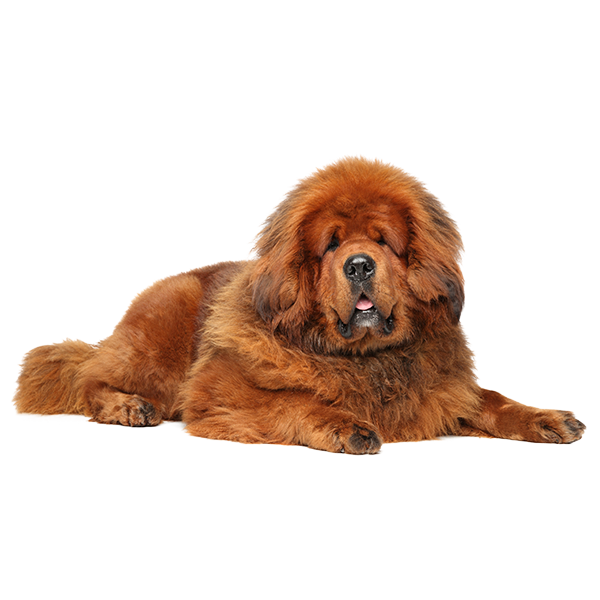 The Tibetan Mastiff