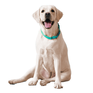 Labrador