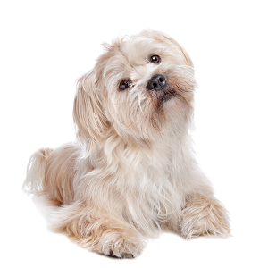 The Shih Tzus