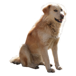 Gaddi Kutta 